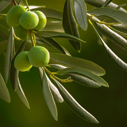 olive